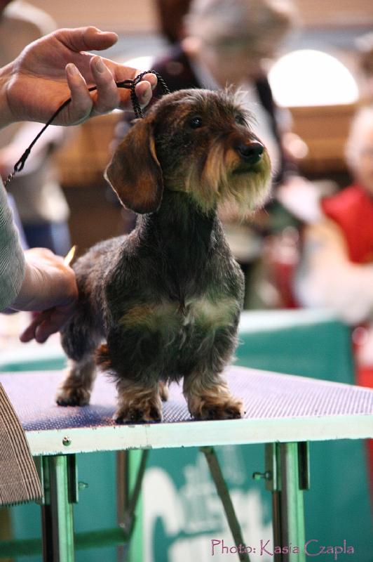 Crufts2011_2 1061.jpg